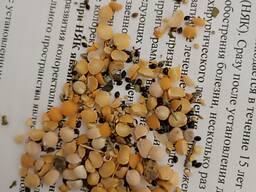 Горох сечка