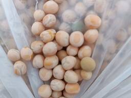 Горох продовольственный