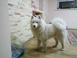 Гостиница для собак happydogs