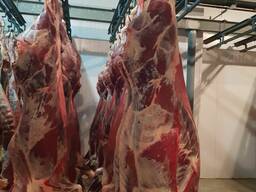 Говядина, Бык