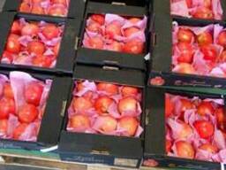 Гранат в Казахстан