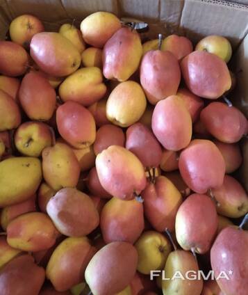 Груша Киргизская зимняя