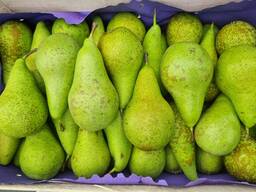 Груша Конференция