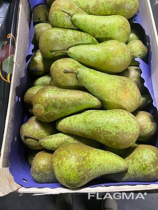 Груша - конференция.