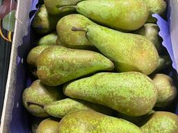 Груша - конференция.