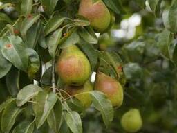 Груша "Талгарская красавица" в горшке плодовые саженцы