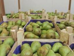 Груши из Польши!