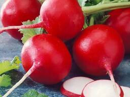 Хрустящий редис, свежий сбор