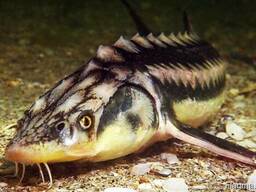 Икра осетровая! Рыба!