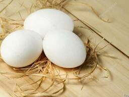 Инкубационное яйцо