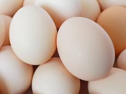 Инкубационное яйцо для выращивания бройлеров