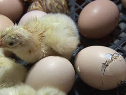 Инкубационные яйца бройлеров пр-во Польша