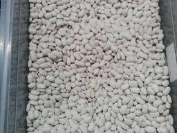 Инвесторов сельхоз приглашаем для работы в Бельгии, Германии, Нидерландах