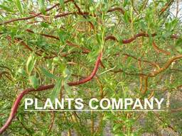 Ива вавилонская матсуды матсудана саженцы лиственные деревья