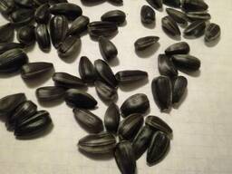 Калиброванный подсолнечник Посейдон