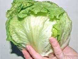 Капуста Айсберг ( салатный лист)