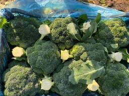 Капуста Брокколи 2025 из Узбекистана