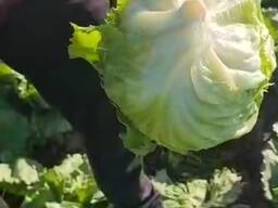 КАПУСТА. КАЗАХСТАН.