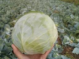 КАПУСТА. СВЕКЛА. КАРТОФЕЛЬ