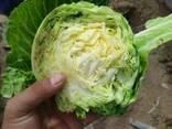 Капуста молодая 2019 - фото 1