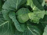 Капуста молодая 2019 - фото 2