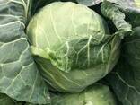Капуста молодая 2019 - фото 3