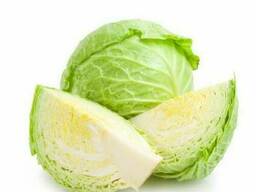 Капуста молодая 2019