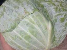 Капуста оптом