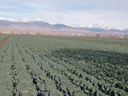 Капуста свежая оптом