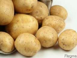 Картофель 1 класс