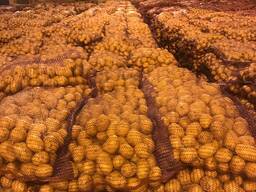 Картофель Беларусь, Манифест, Рэд Скарлет, Иноватор, Бриз, Леди Клер, Коломбо и другие