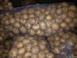 Картофель сорт ГАЛА