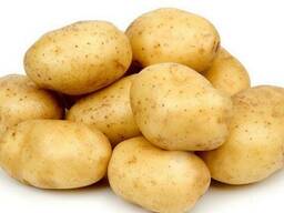 Картофель