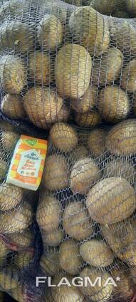 Картофель продовольственный урожай 2021 года.