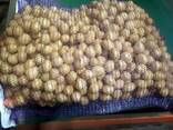 Картофель - фото 1