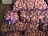 Картофель - фото 2