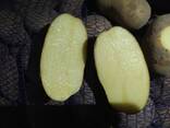 Картофель - фото 1