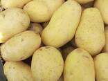 Картофель - фото 3