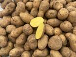 Картофель - фото 2
