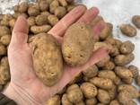Картофель - фото 1
