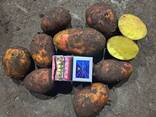 Картофель - фото 2