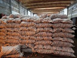 Картофель Гала 5