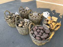 Картофель сорта Артемис оптом от Производителя.