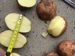 Картофель Гала, Розара