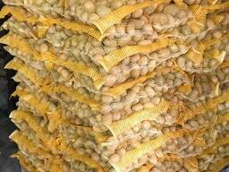 Картофель из Беларуси экспорт