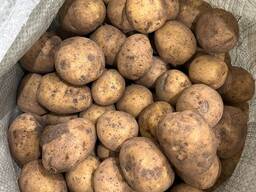 Картофель Микс. Полторашка