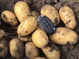 Картофель молодой оптом | Урожай 2023