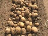 Картофель Оптом - фото 1