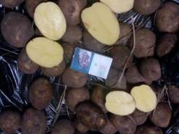 Картофель оптом