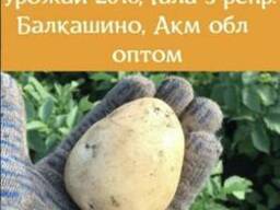 Картофель оптом